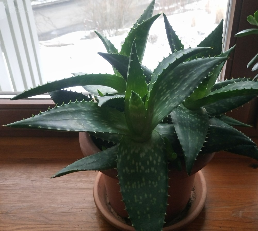 santaverde aloe vera augencreme Santaverde age protect cream
