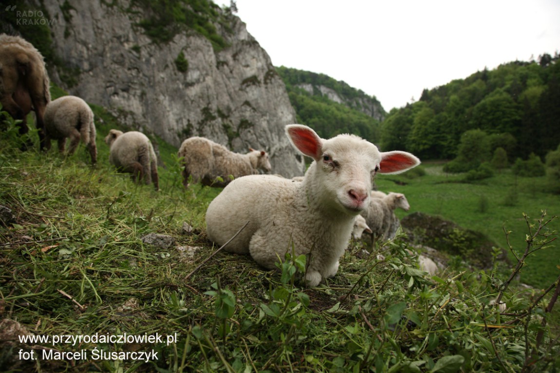 Owce i kozy, ekologiczne kosiarki, pojawiły się w Ojcowskim Parku Narodowym