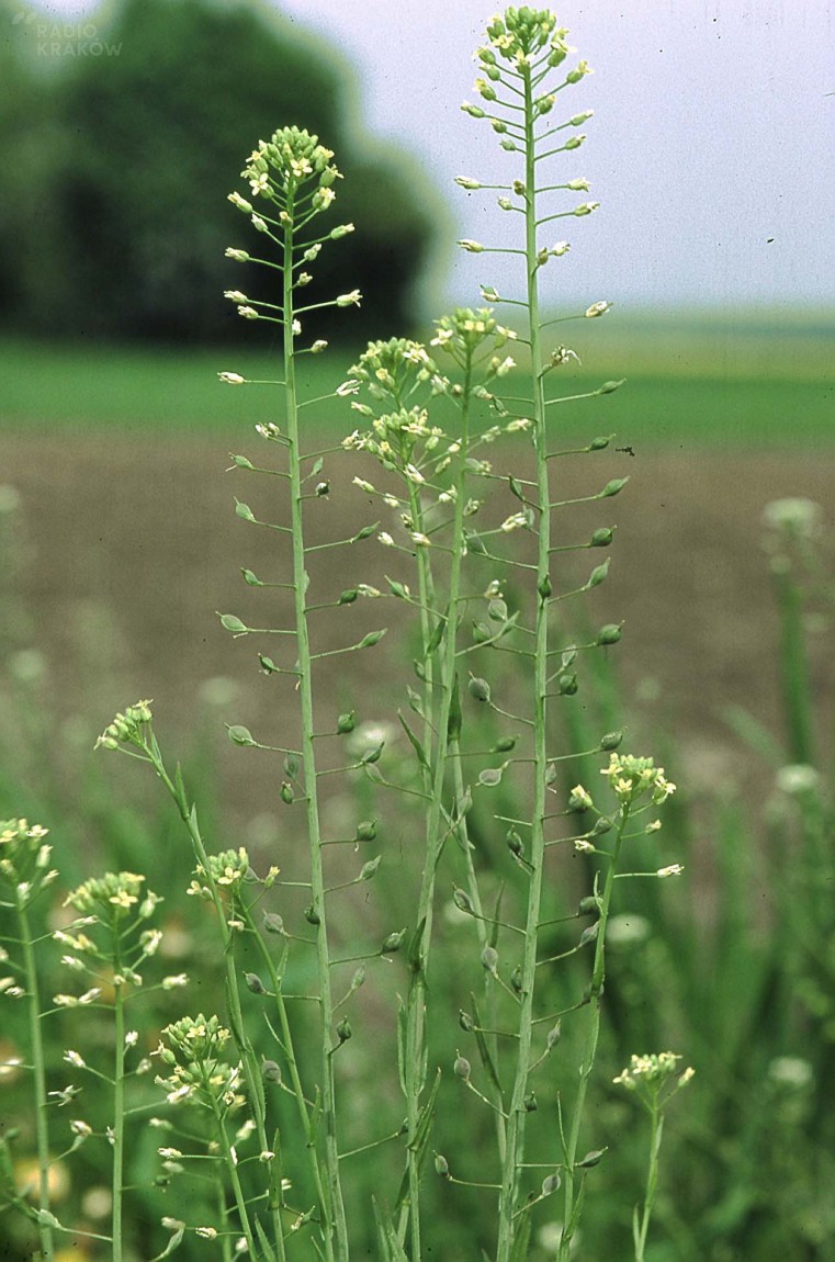 Lnicznik siewny, z którego wyrabia się m.in. olej rydzowy. Fot. CC BY-SA 3.0, https://commons.wikimedia.org/w/index.php?curid=512000