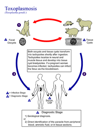 Cykl życiowy Toxoplasma gondii. Wikipedia