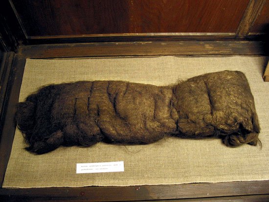 ( fot. pracownik Katedry Historii Medycyny Collegium Medicum UJ/Wikipedia)