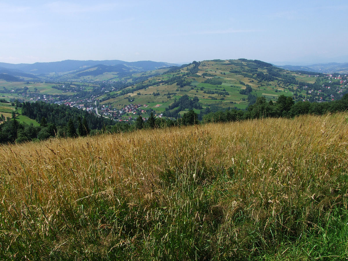 ( fot.Jerzy Opioła/Wikipedia)