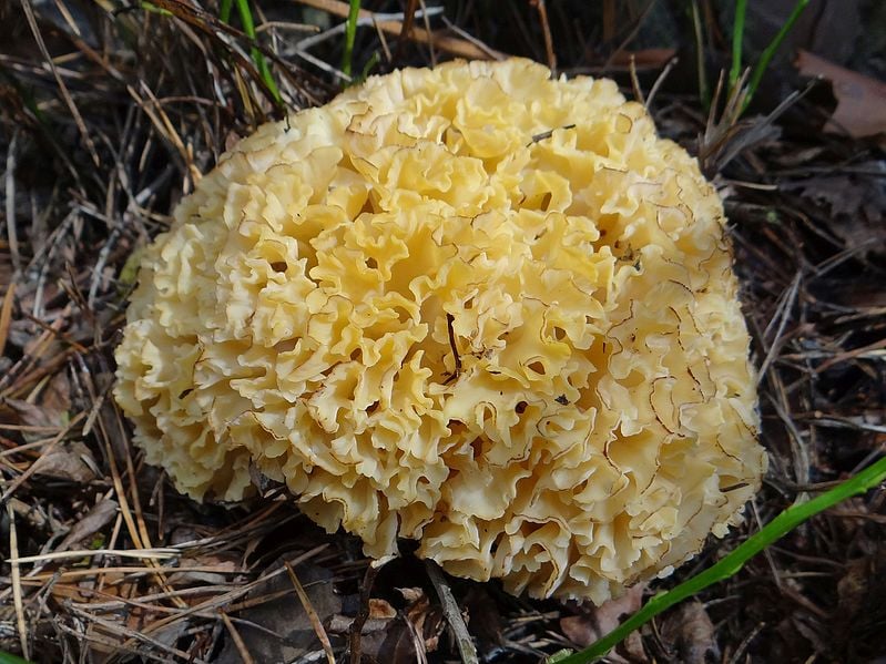 Szmaciak  ( fot. Jerzy Opioła/Wikipedia)