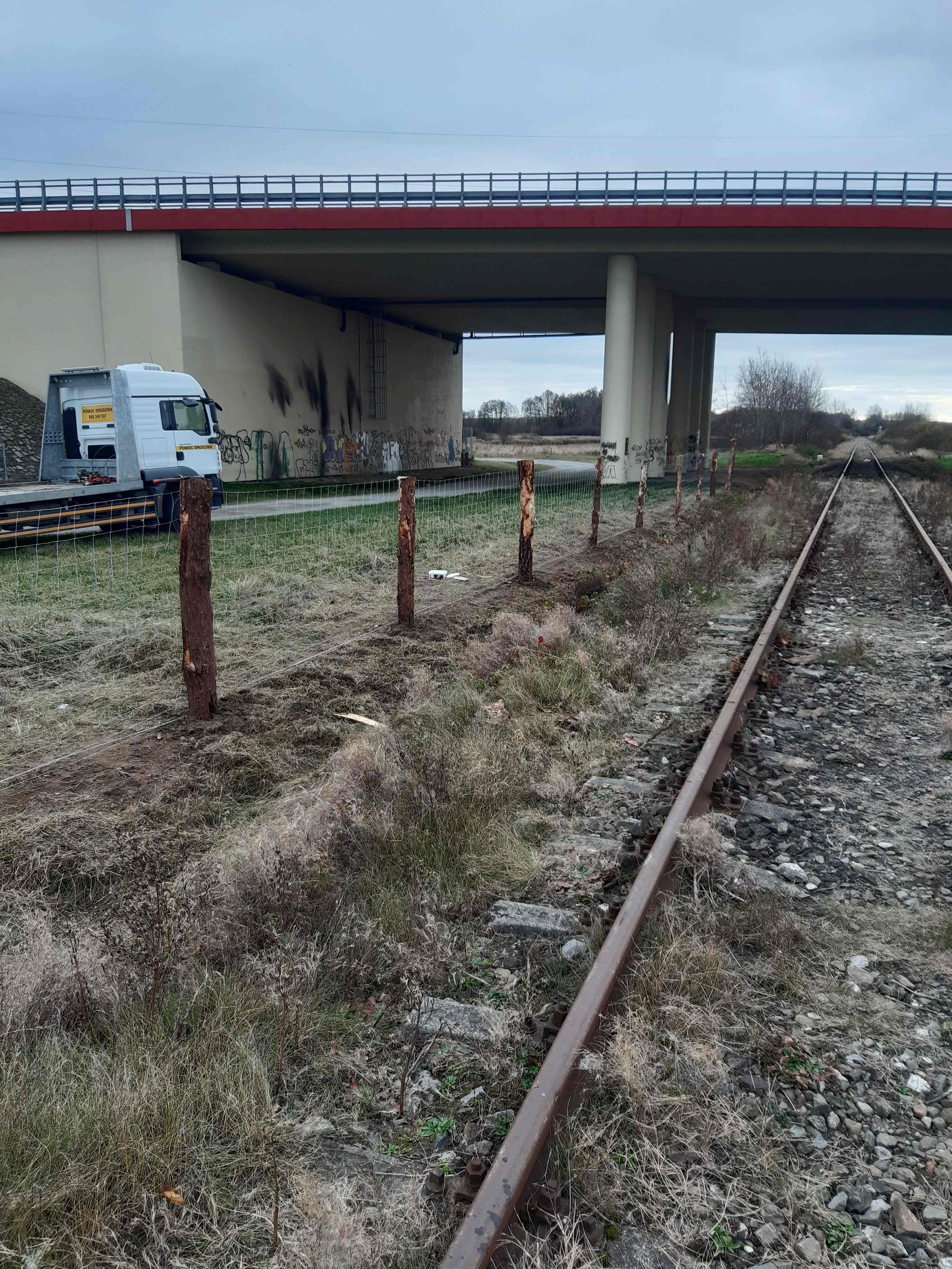 fot: Władysław Kowalik - Nadleśnictwo Dąbrowa Tarnowska