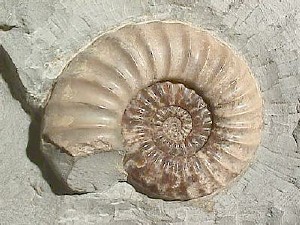 Amonit ( fot.Dlloyd/Wikipedia)