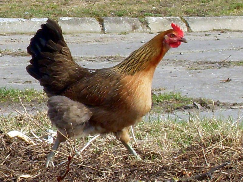 Zielononóżka kuropatwiana (fot. Radosław Drożdżewski/Wikipedia)