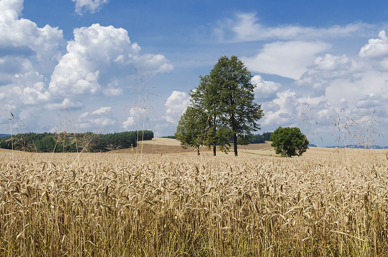 Łan pszenicy (fot. Jacek Halicki/Wikipedia)