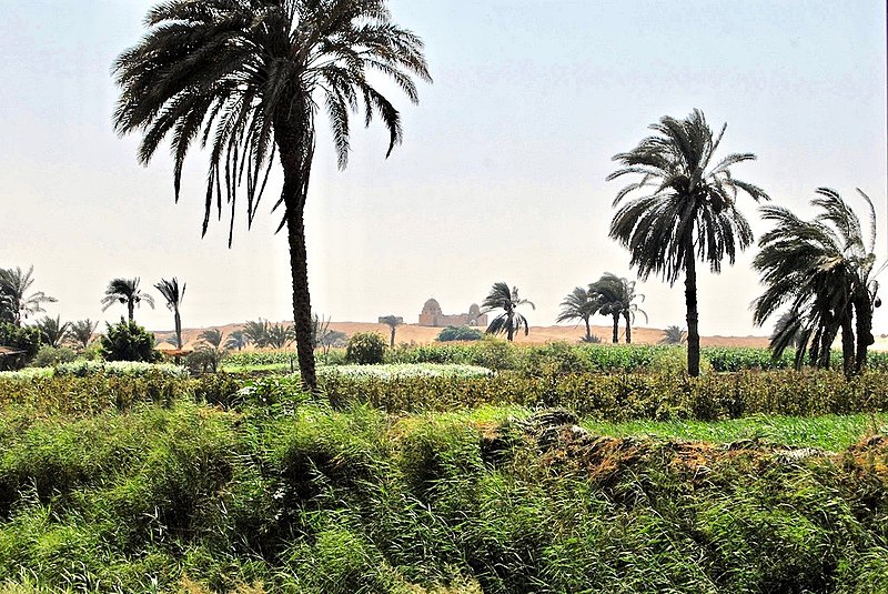 Oaza Fajum, Egipt  - fot. cynic zagor (Zorbey Tunçer) /Wikipedia