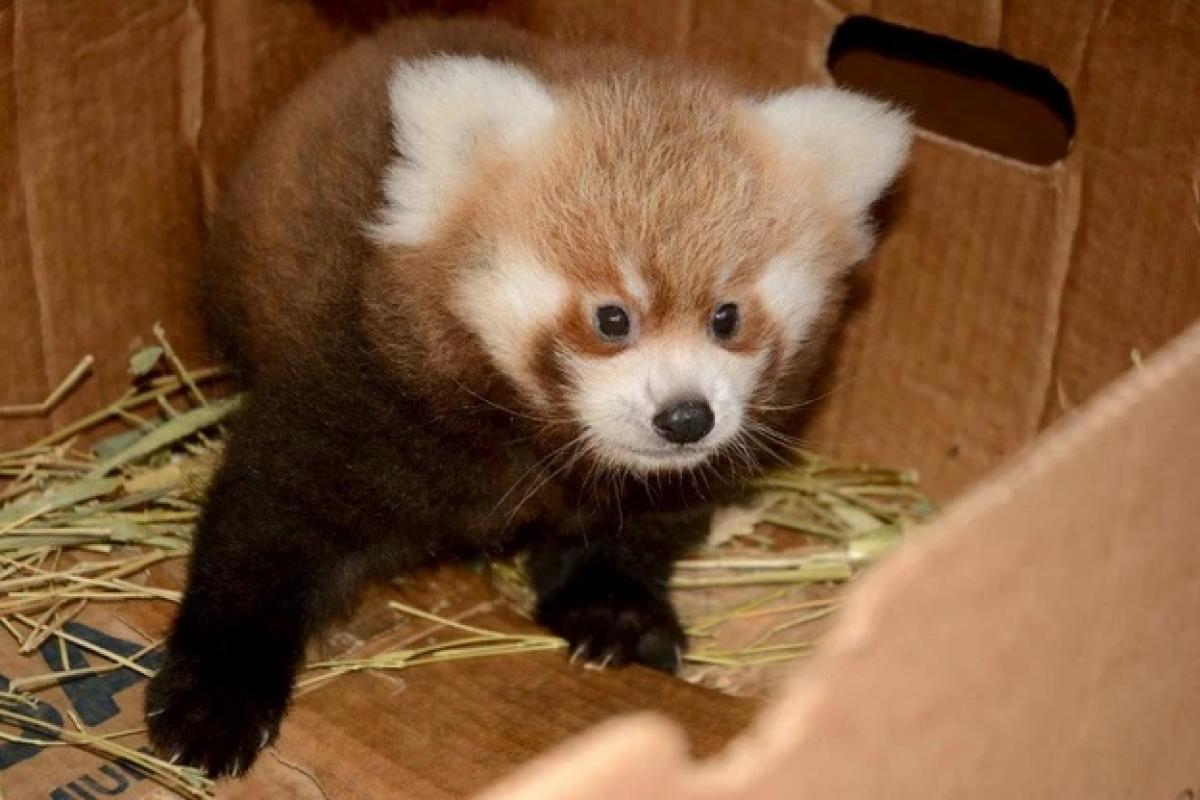 Panda mała urodzona w krakowskim ZOO czeka na imię