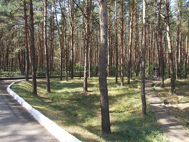 Las Borek koło Berezwecza ( fot.Avner/Wikipedia)