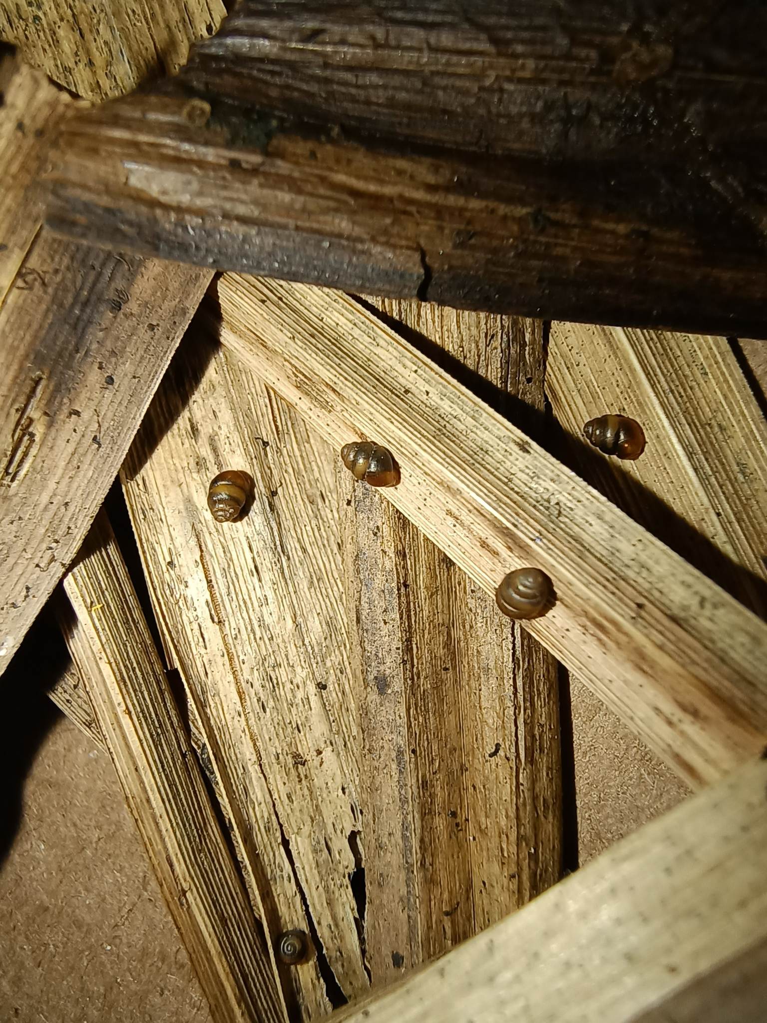 fot.dr Anna Lipińska