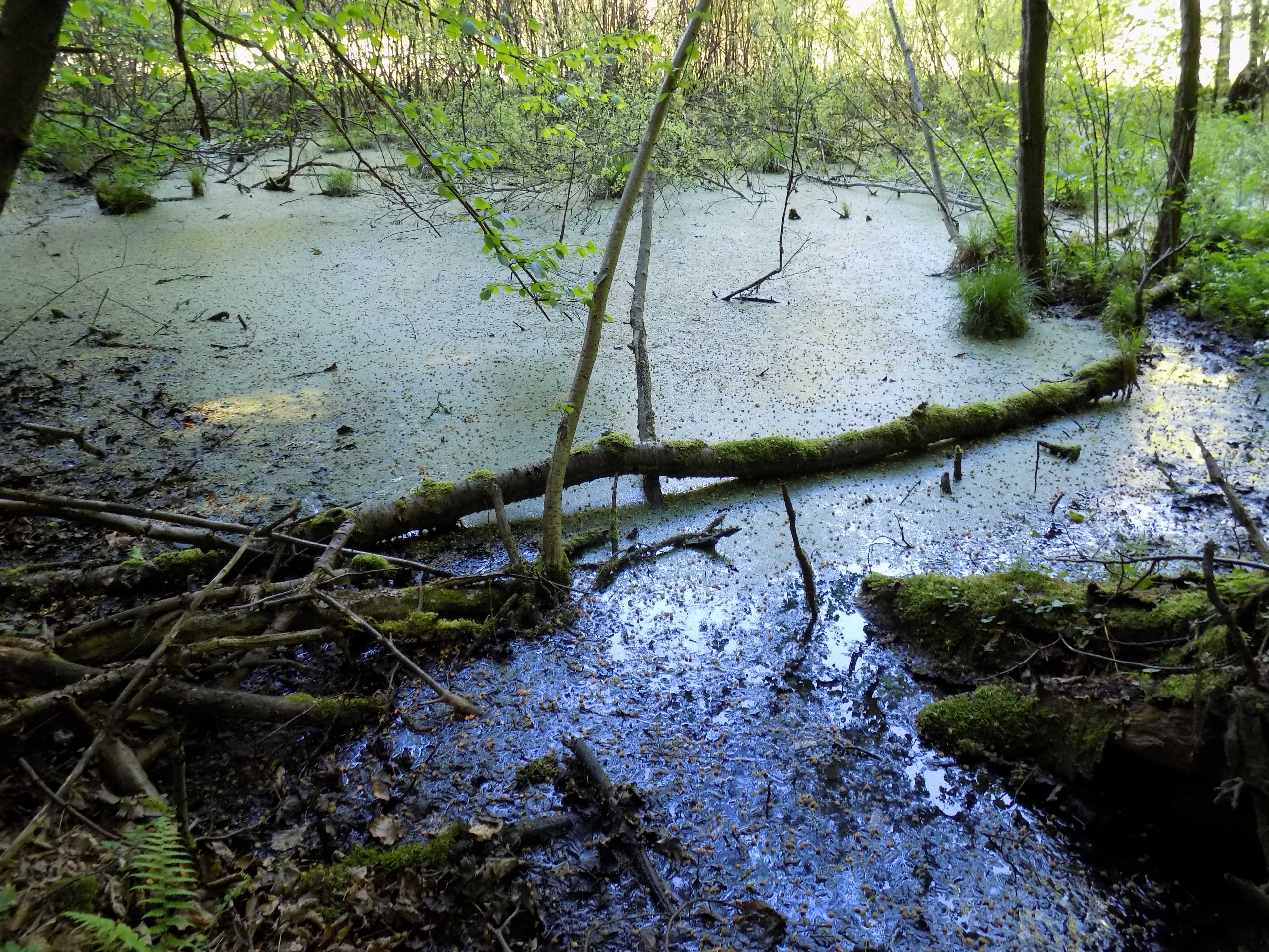 Staw osuwiskowy (fot. Andrzej Piecuch)