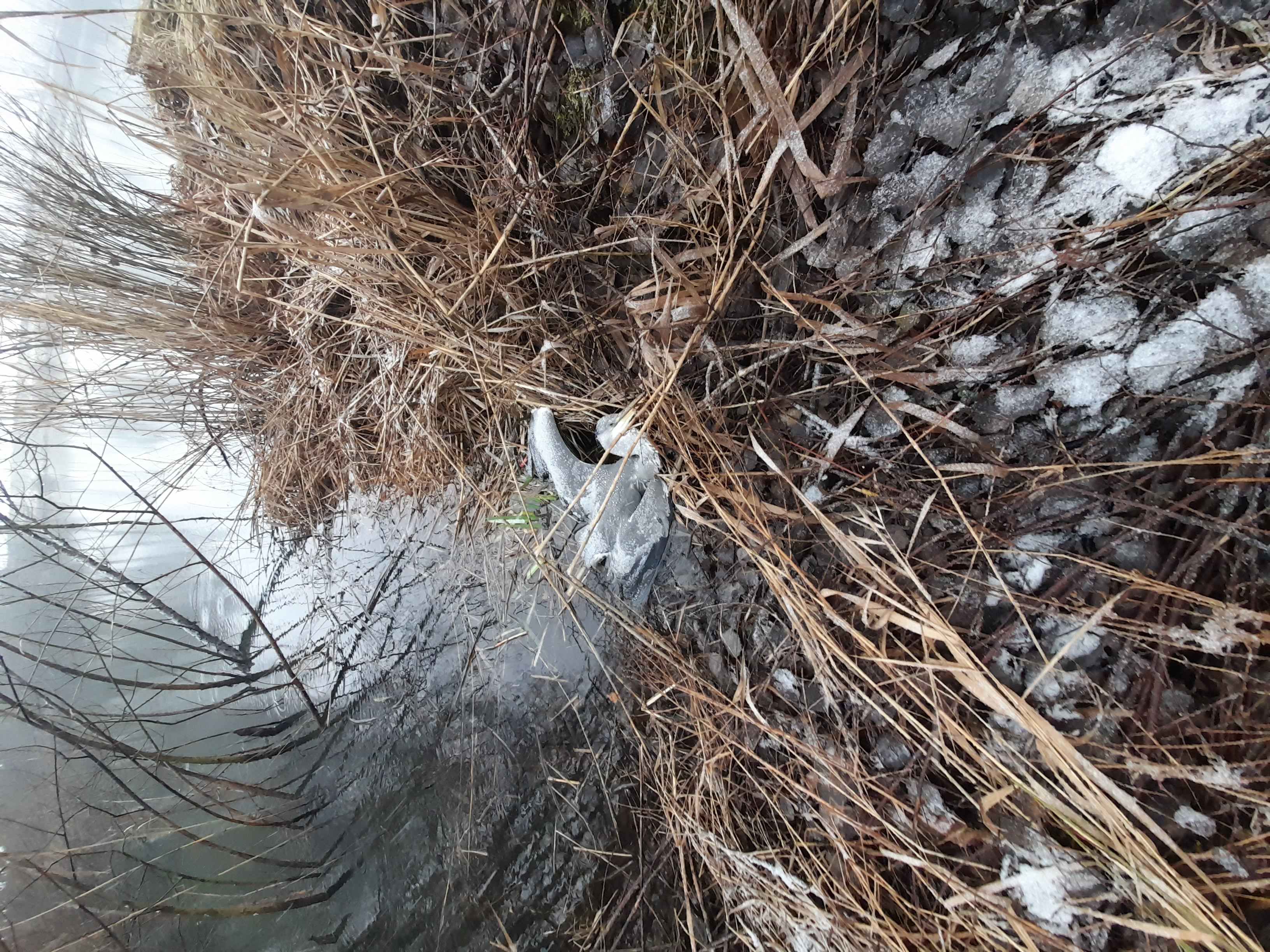 fot: Powiatowy Lekarz Weterynarii w Oświęcimiu Agnieszka Stachera