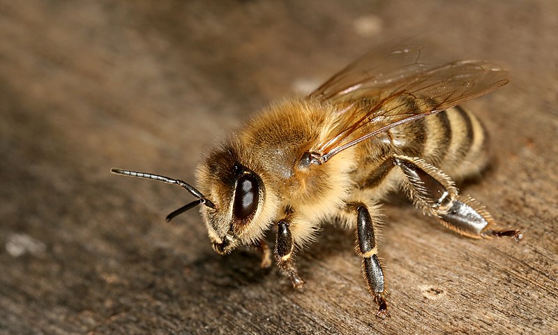 Pszczoła kraińska  (Richard Bartz, Munich Makro Freak & Beemaster Hubert Seibring, Munich/Wikipedia)