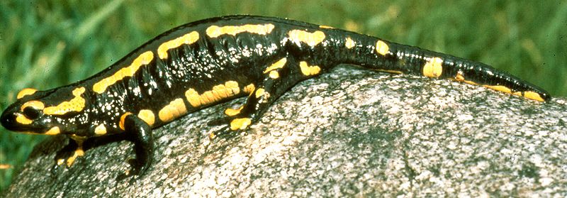 Symbol GPN - salamandra plamista (fot. Michael Linnenbach/Wikipedia)