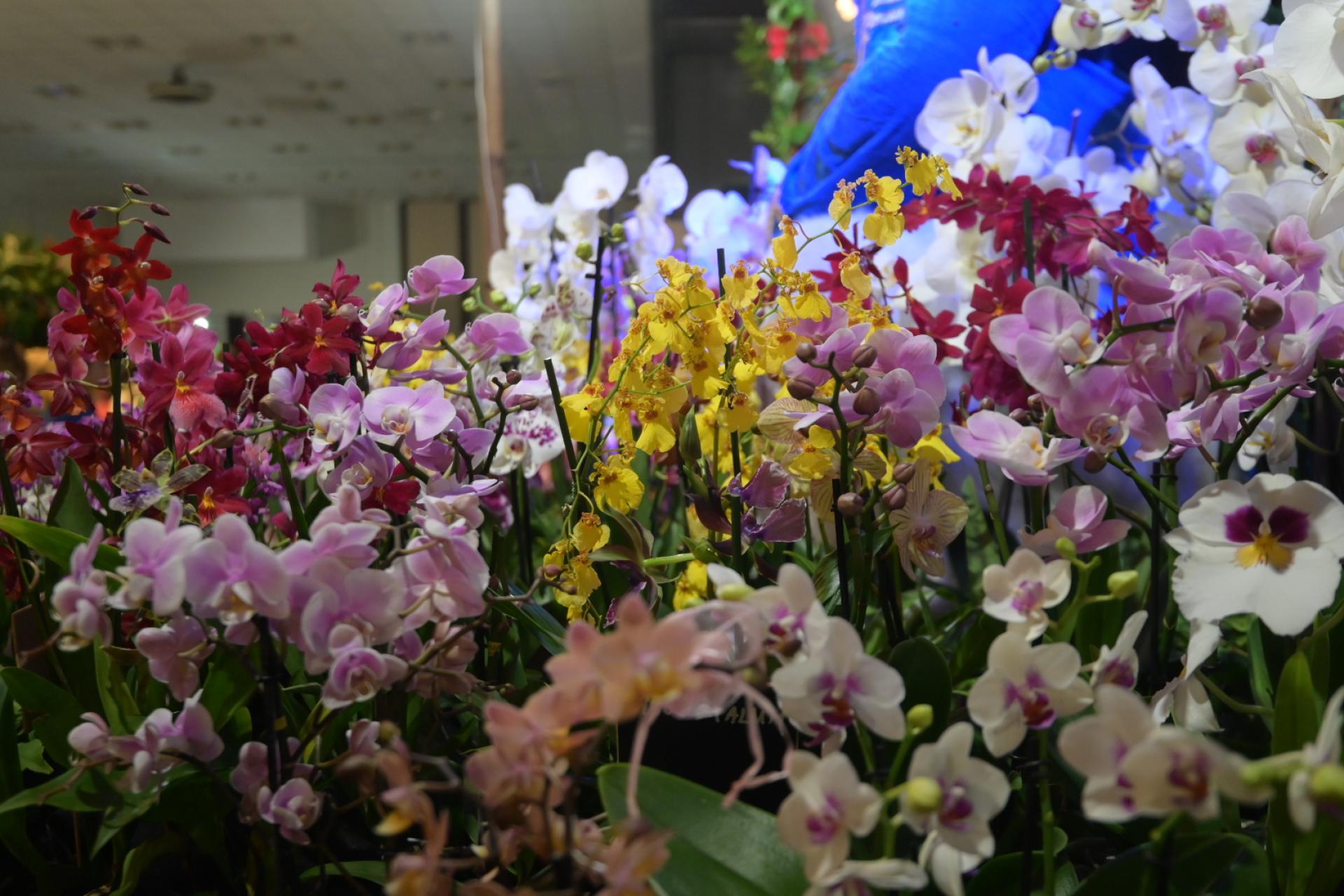 Światowa Wystawa Orchidei, Bonsai i Sukulentów w Krakowie