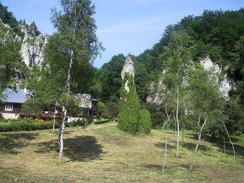 Nasadzone brzozy ojcowskie obok Igły Deotymy w Ojcowskim PN  (fot. Jan Jerszyński/Wikipedia)