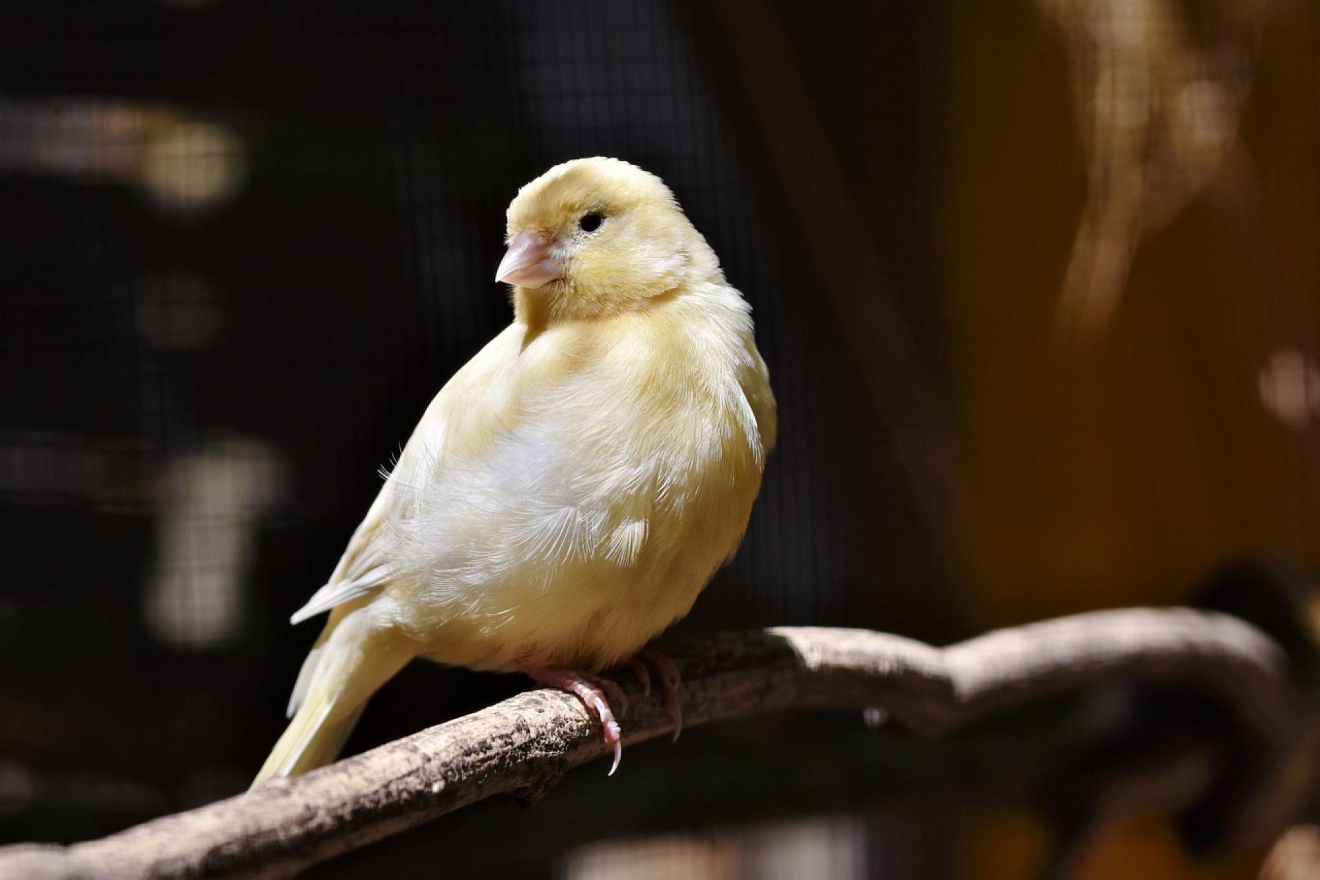 Грустная канарейка. Хохлатая канарейка. Певчая птичка канарейка. Канарейка кенар белая. Желтая канарейка.