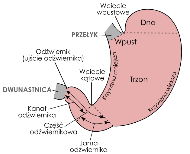 (fot. Wikipedia)