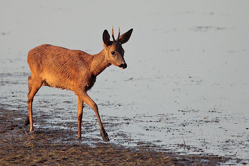 Samiec sarny europejskiej (C. capreolus) - fot.Peter Rohrbeck/Wikipedia 