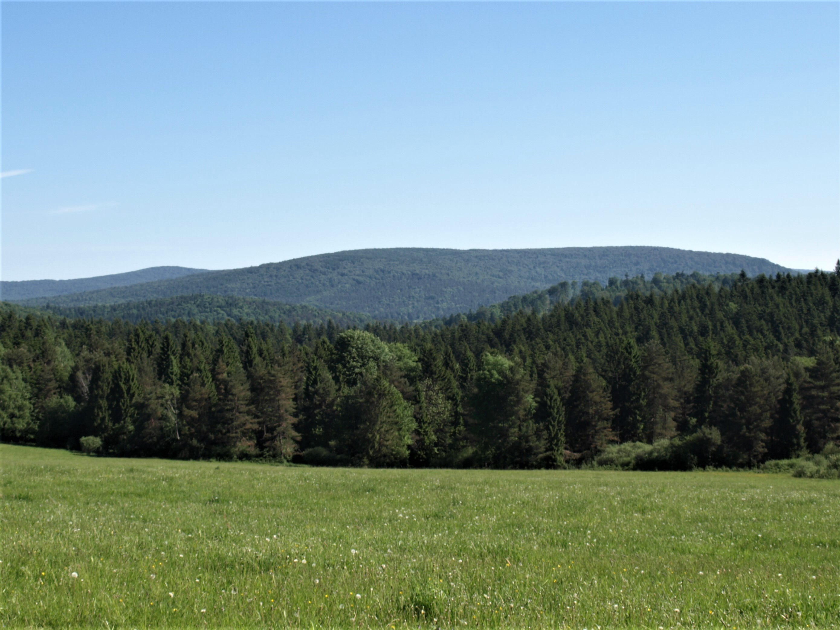 Mareszka (801 m) od południa, z Jasionki na którą spadł zestrzelony 12 września 1944 r. samolot Iljuszyn Ił-2 ze 142 pułku lotnictwa szturmowego gwardii (fot. A. Piecuch)