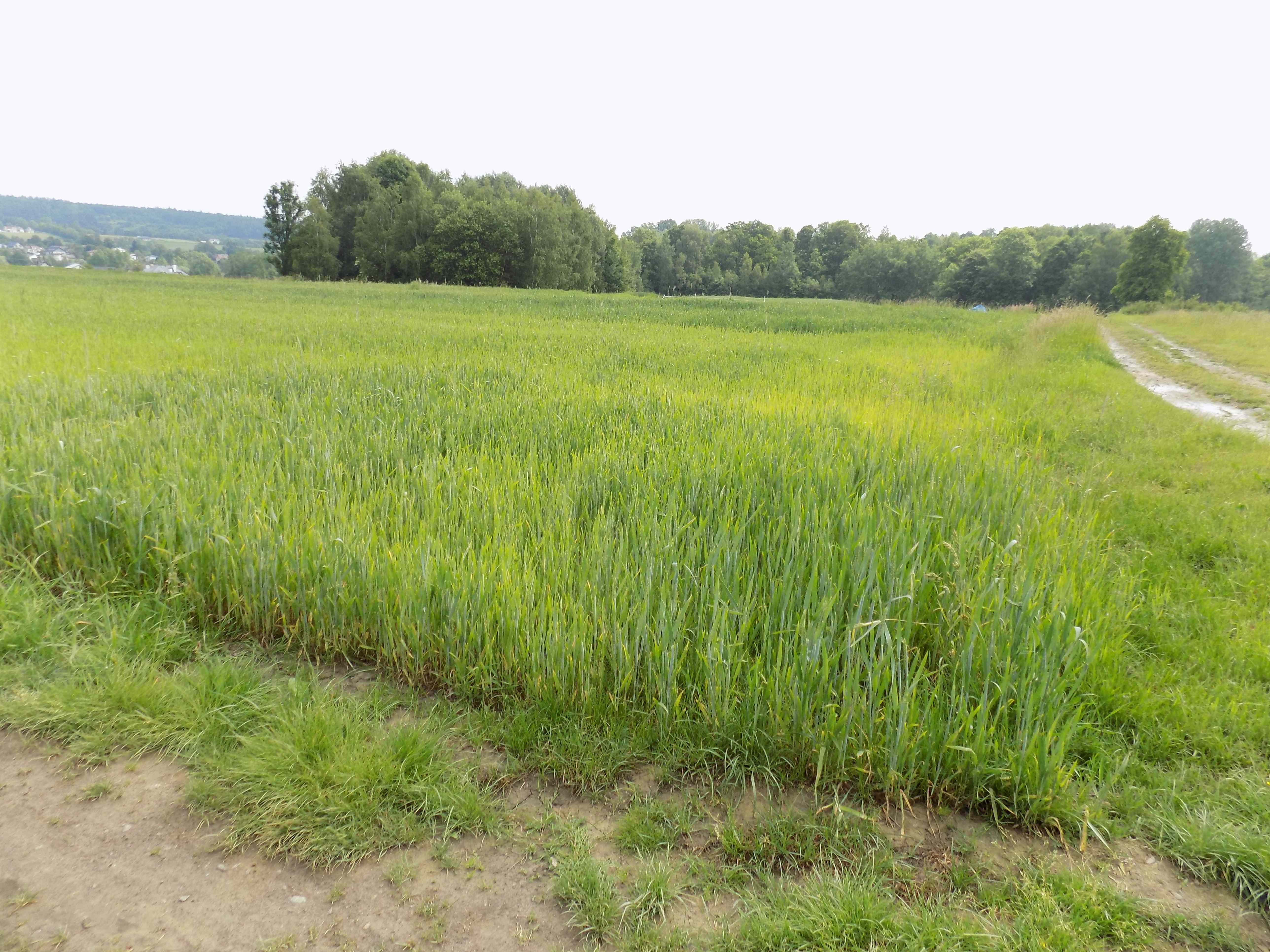 Zagórzany. Na drugim planie lasek z parowem do którego spadł zestrzelony 28 listopada 1944 r. samolot transportowy Li-2 (fot.A.Piecuch)