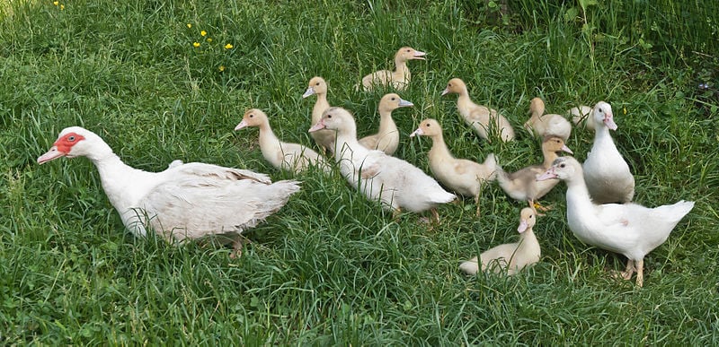 (fot. Jacek Halicki/Wikipedia)