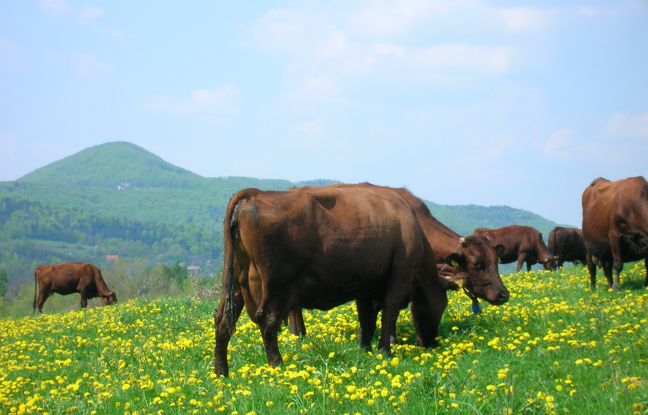 (fot. Sebastian Juszczyk)