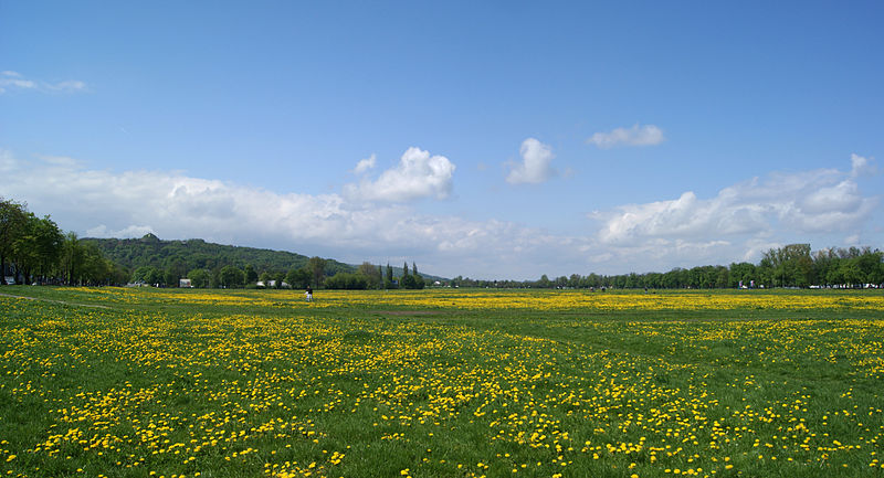 Błonia (fot. Meadow/Wikipedia)
