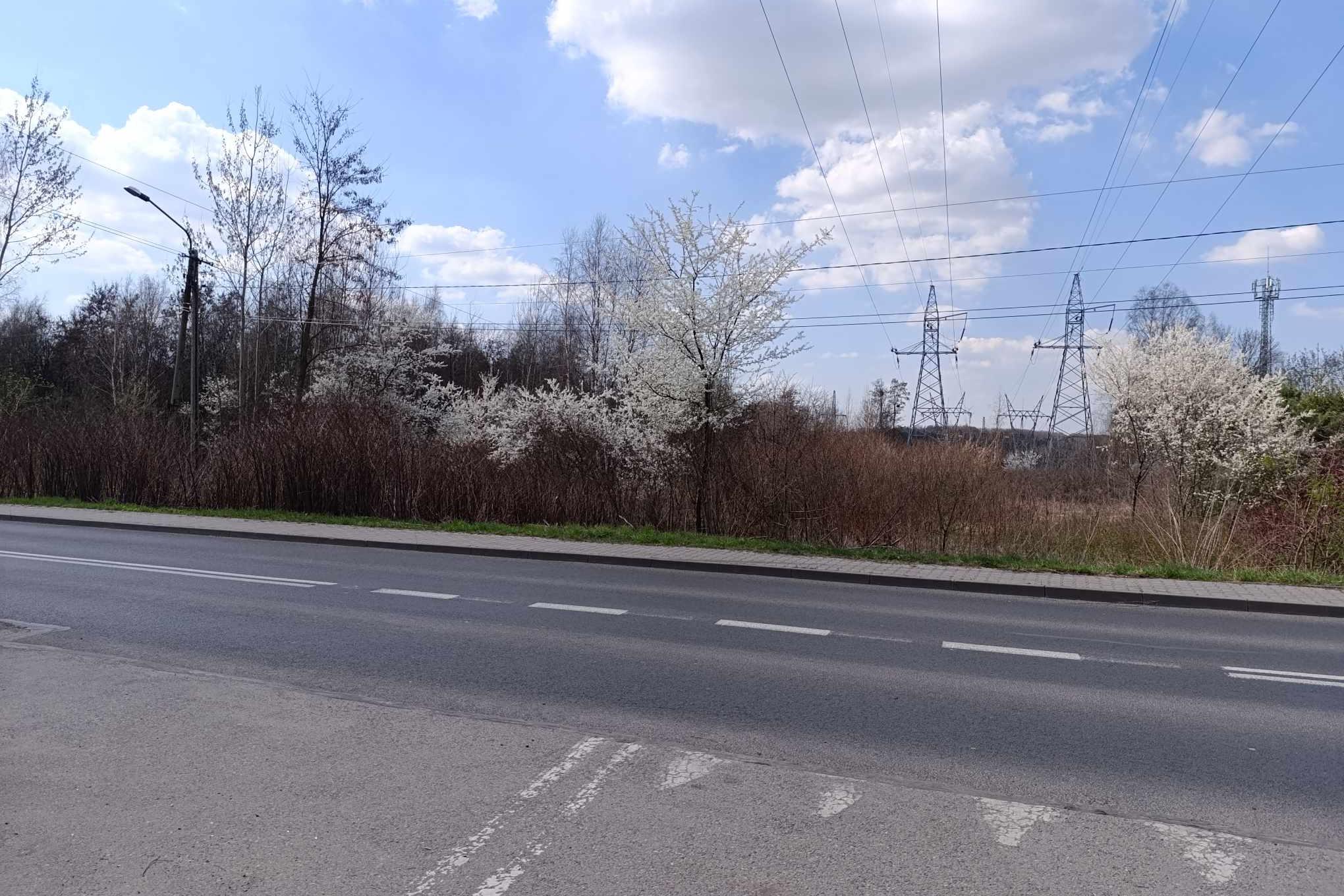 teren przy ul. Grunwaldzkiej, gdzie miałyby zostać przeniesione ROD