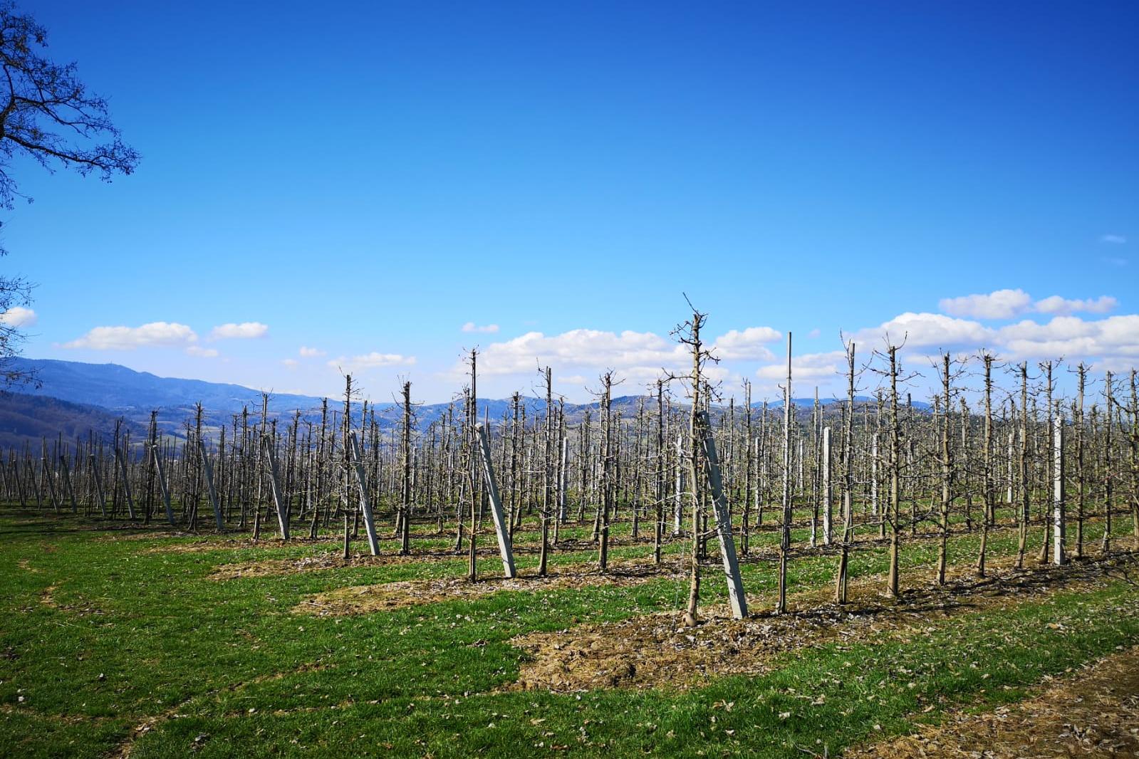 Sady w gminie Łącko, fot. Barbara Klag