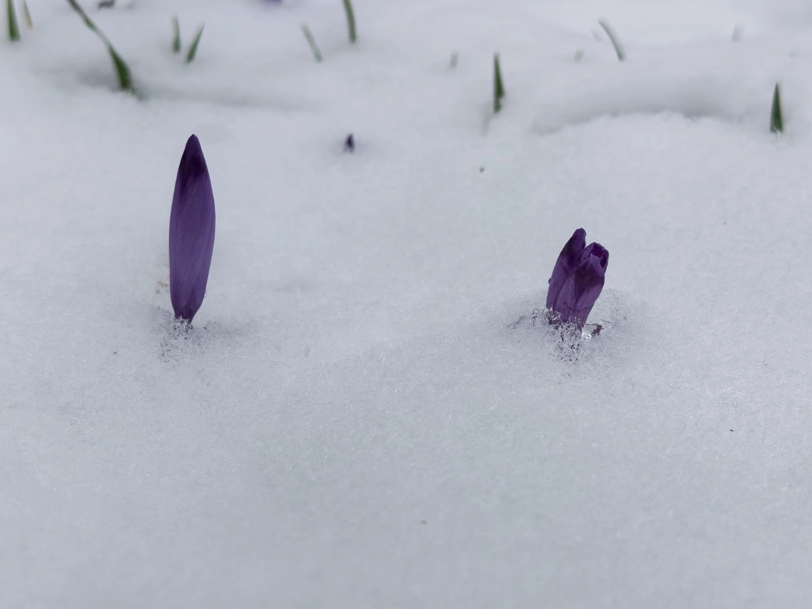 Zasypane krokusy. Fot. Barbara Hadowska