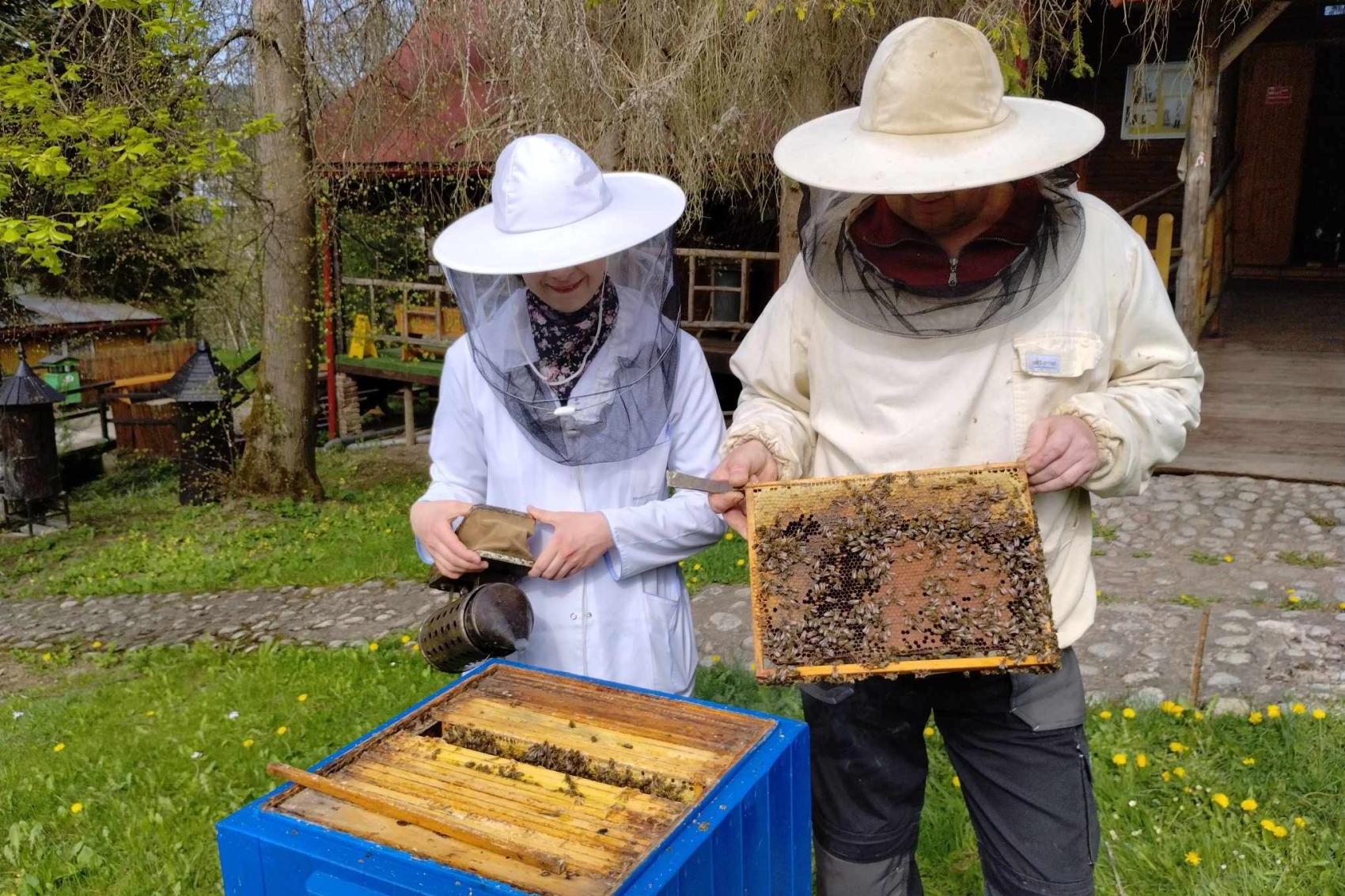 Wiosna w ulu. Pierwszy nakrop i nadzieja na miód z mniszka w pasiece w Kamiannej