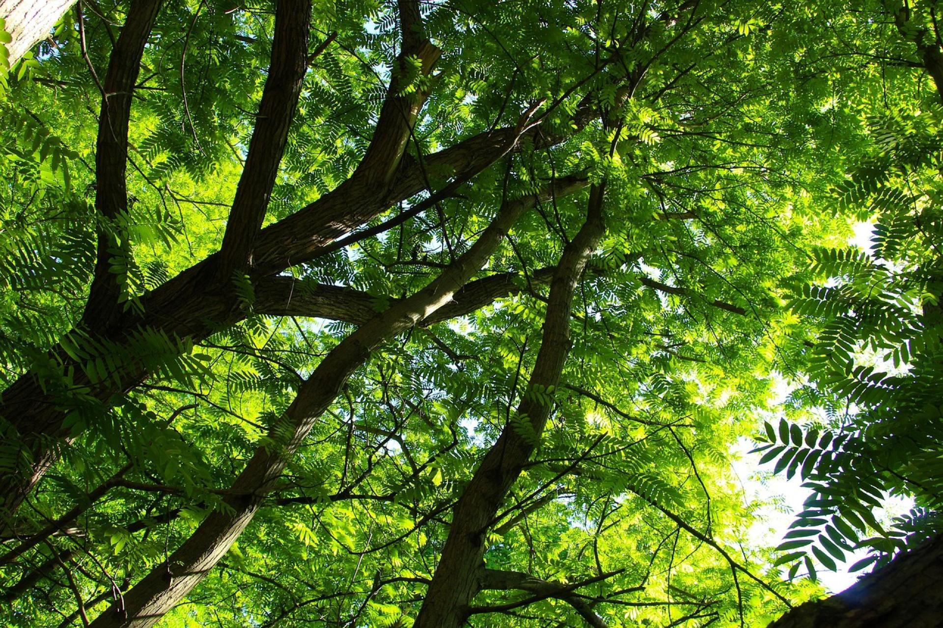 Krakowska prokuratura postawiła zarzuty byłemu dyrektorowi generalnemu Lasów Państwowych