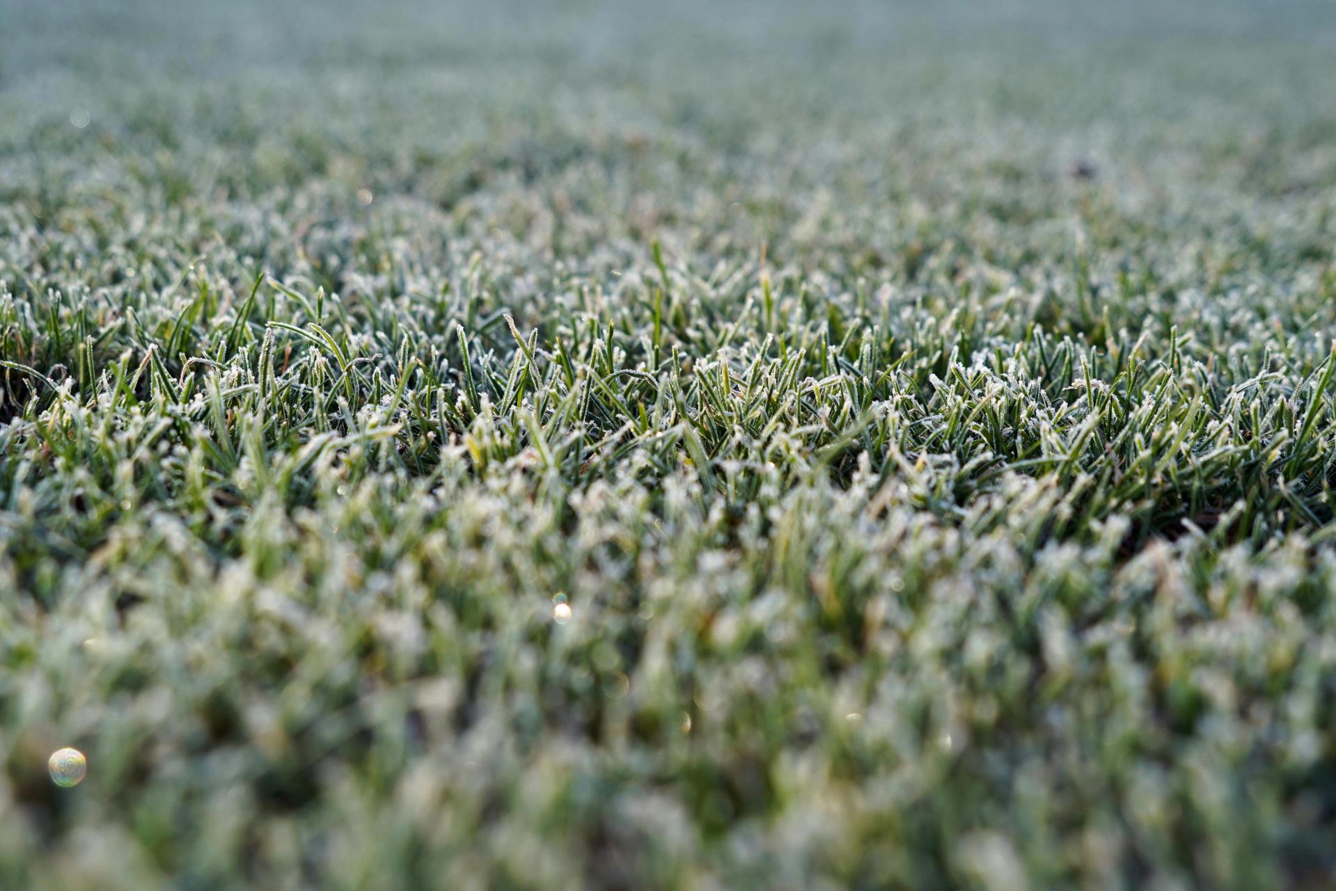 Zimy maj: w nocy przymrozki obejmą cały kraj