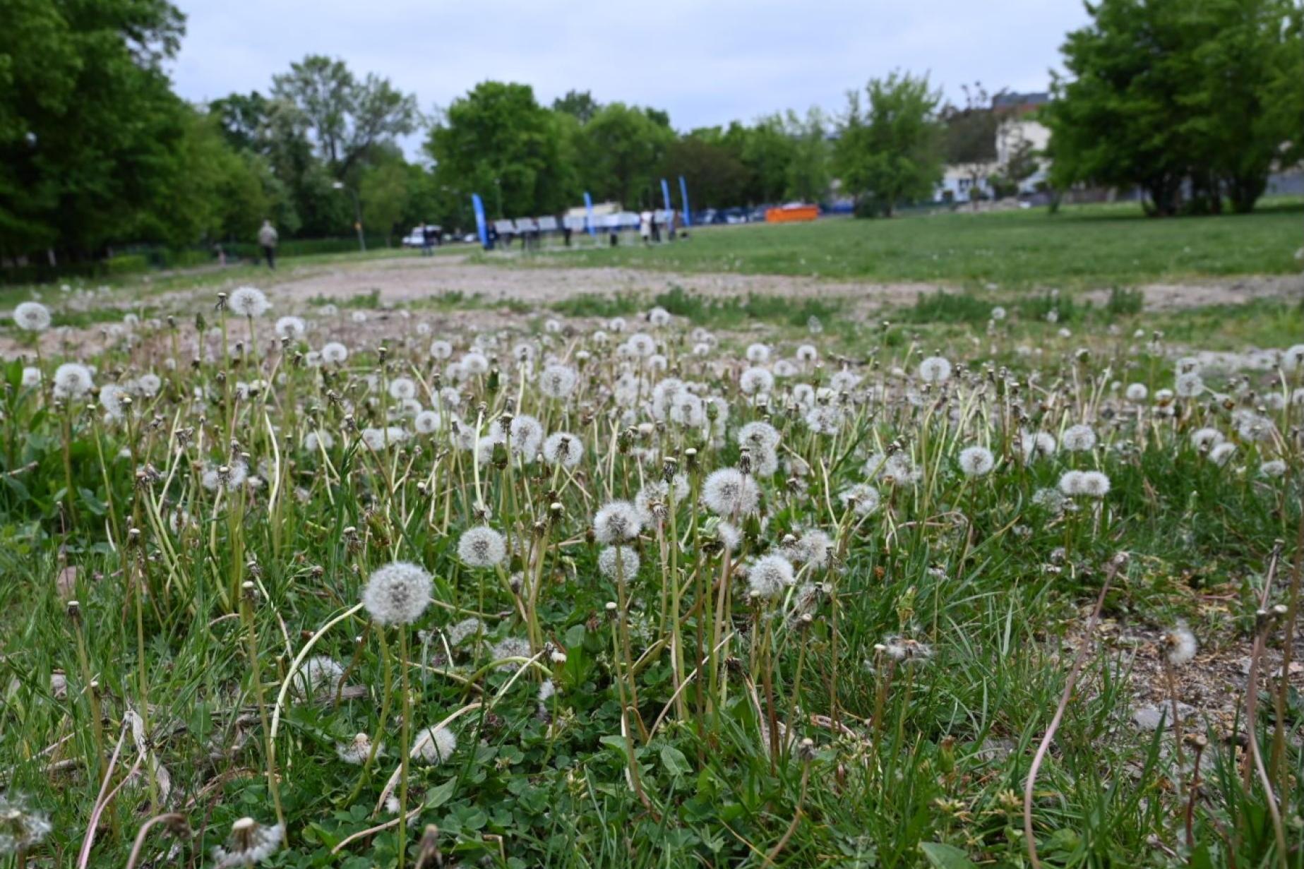 Zielona transformacja Krakowa. Miasto planuje nowe kliny przyrody i dzielnice kultury