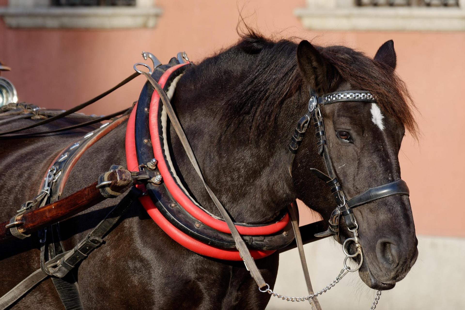 Miał ponad 3 promile alkoholu i kierował konnym zaprzęgiem. Pijany woźnica w rękach policji