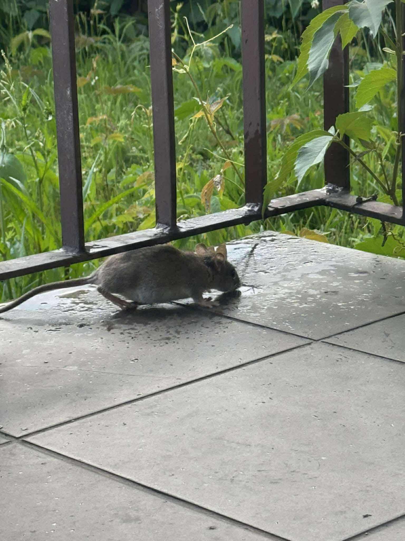 Fot. dzięki uprzejmości mieszkańców osiedla