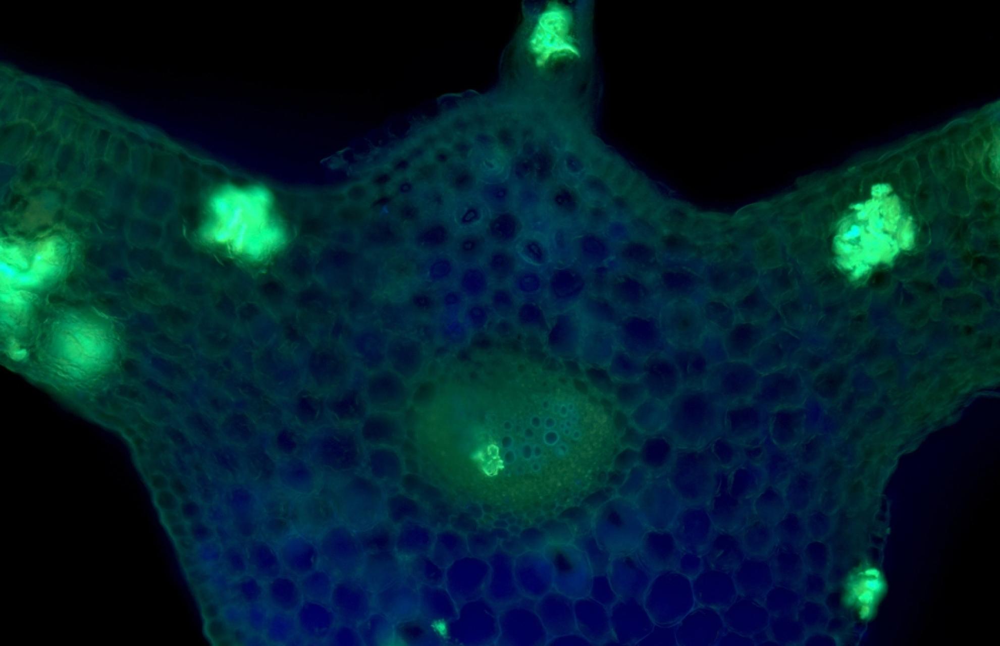 Nowatorskie badania świadomości
