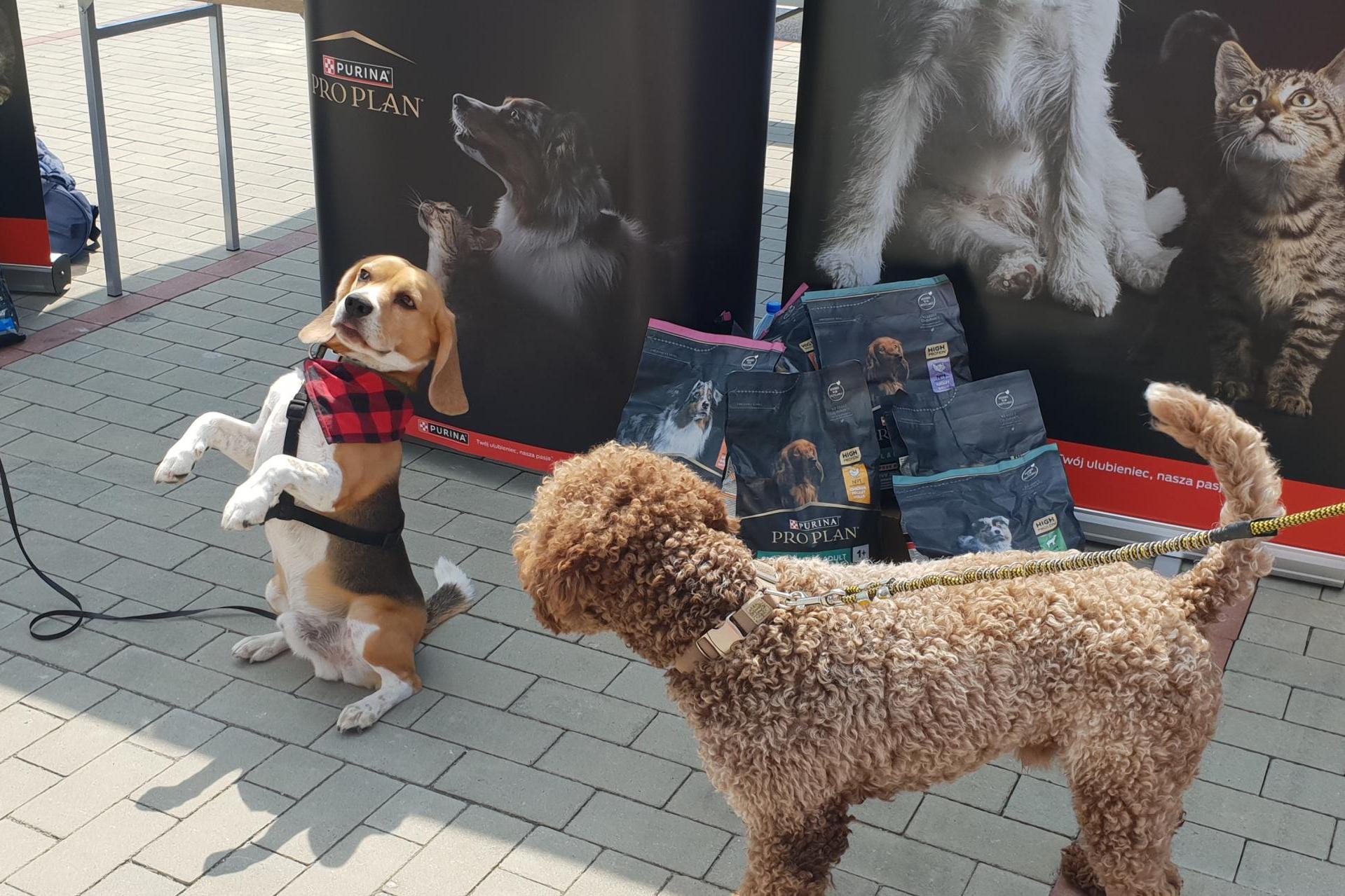 DZIEŃ PSA ? JUŻ W SOBOTĘ! RODZINNE ŚWIĘTO CZWORONOGÓW W RZĄSCE