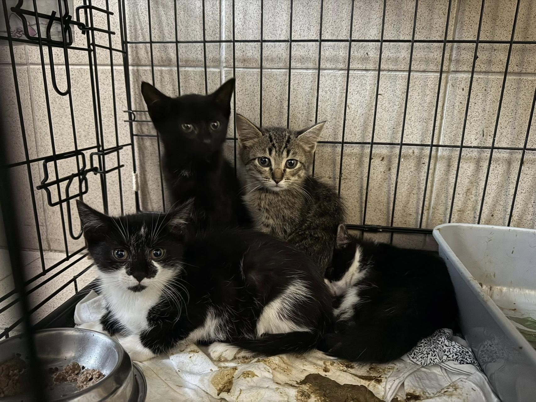 Zatrważająca liczba porzuconych zwierząt. Krakowskie schronisko błaga o pomoc