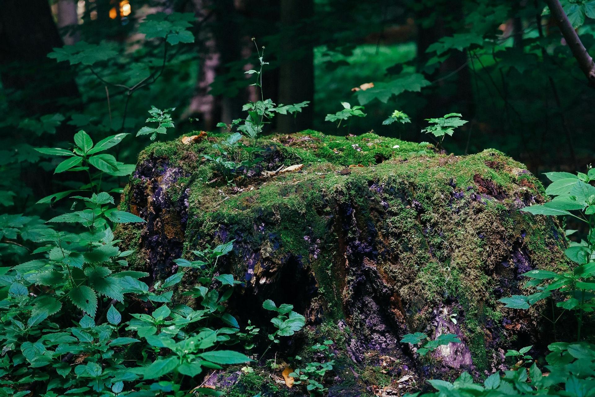 Użytek ekologiczny tak, ale pod koniec wakacji. Ktoś pomylił się w topografii
