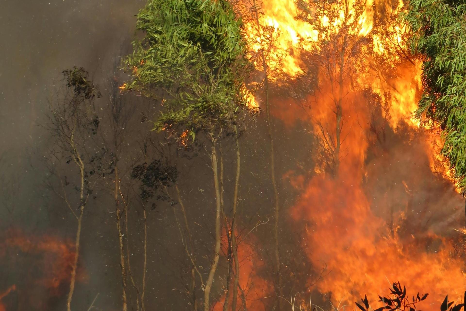 Pożar lasu w powiecie olkuskim, nie żyje jedna osoba