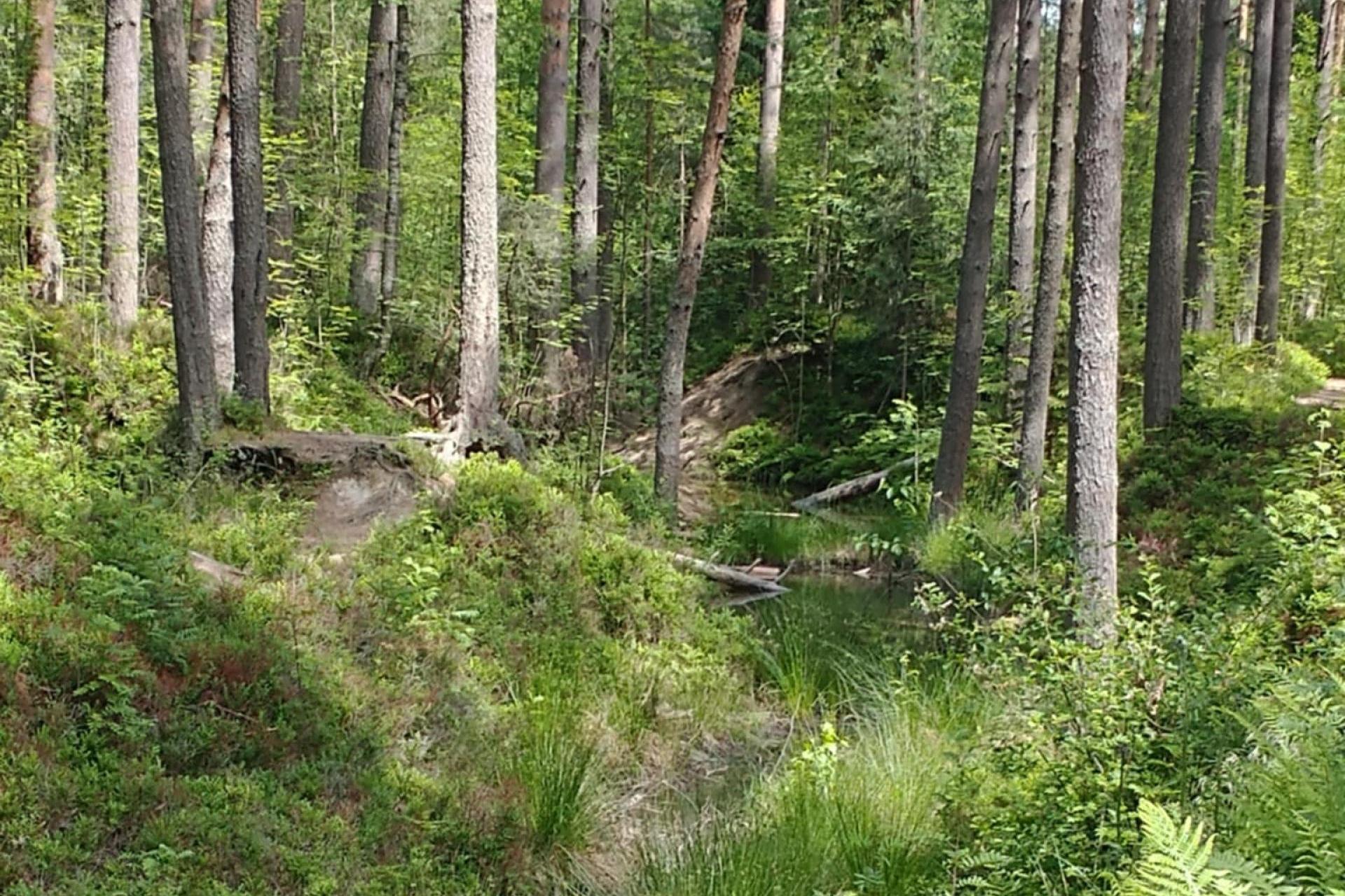 Dotyk lasu - reportaż Ewy Szkurłat