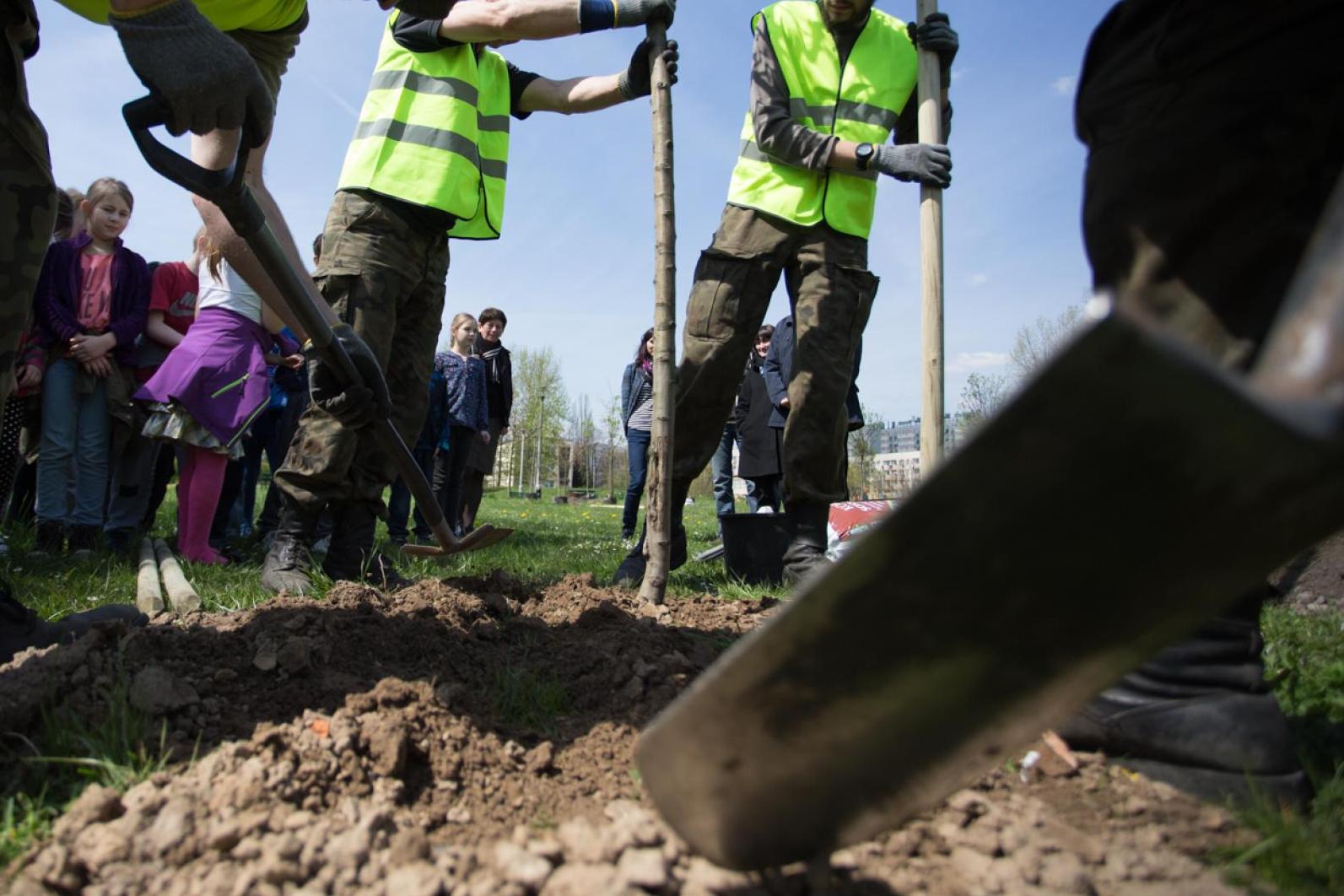 Krakowianie mogą sprawdzać, gdzie pojawią się nowe drzewa