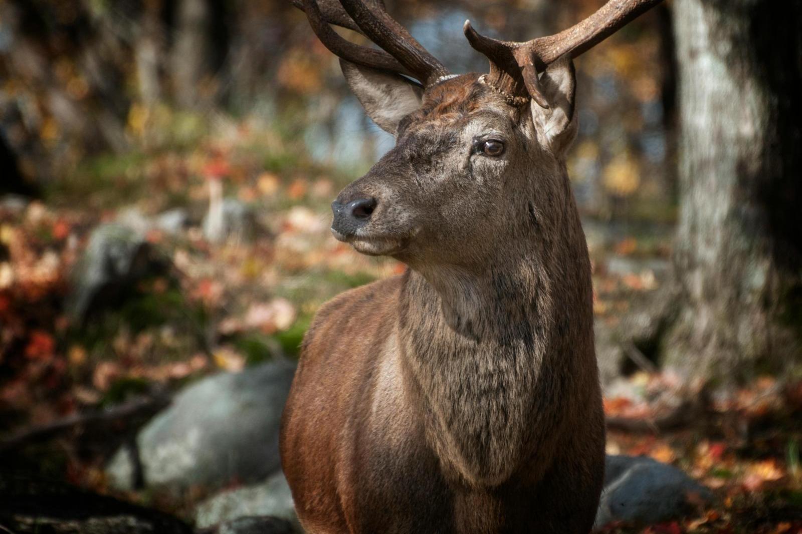 Niebezpieczne spotkanie na szlaku: jeleń wydzierał dziecku plecak z jedzeniem