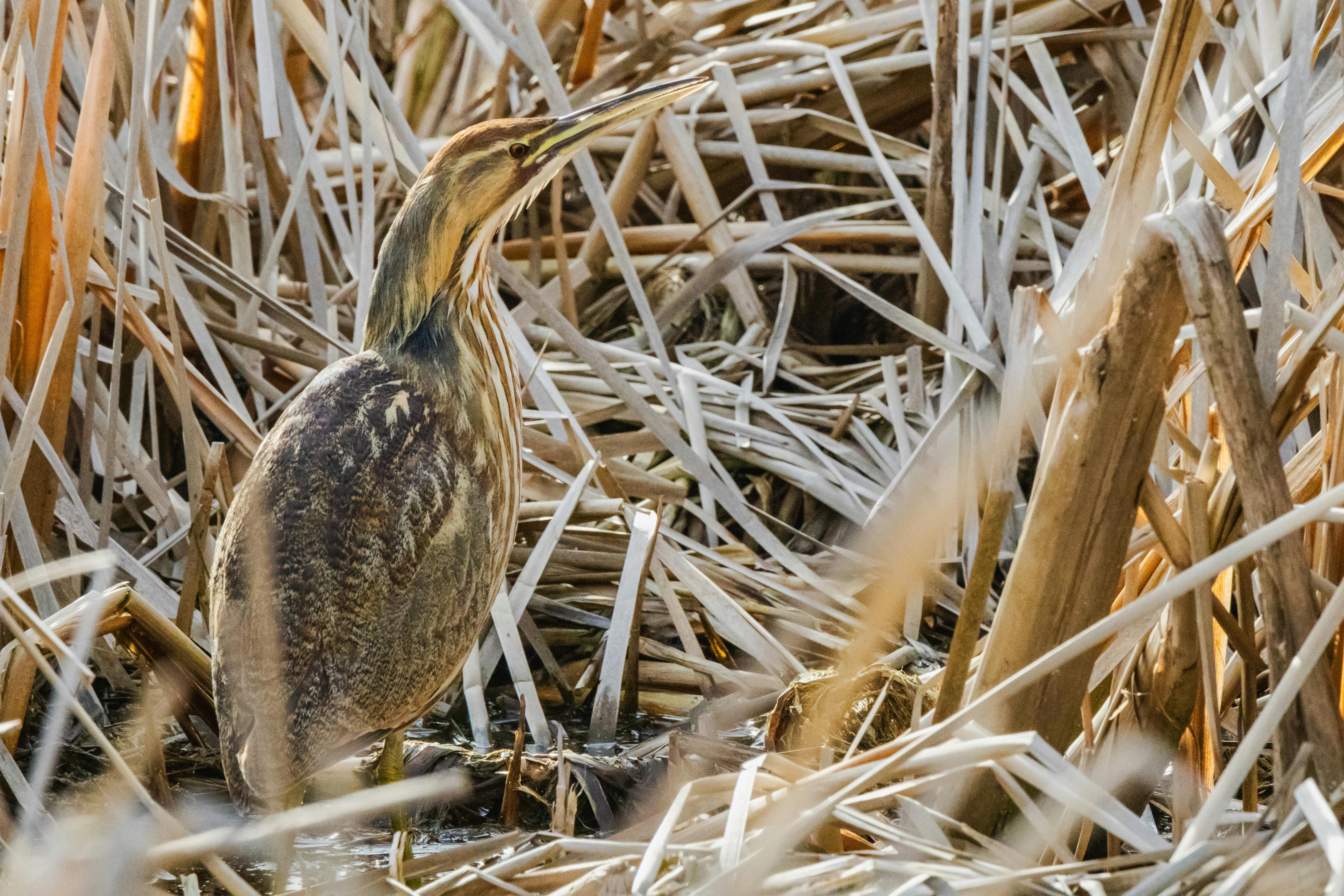 Bąk/fot. pexels