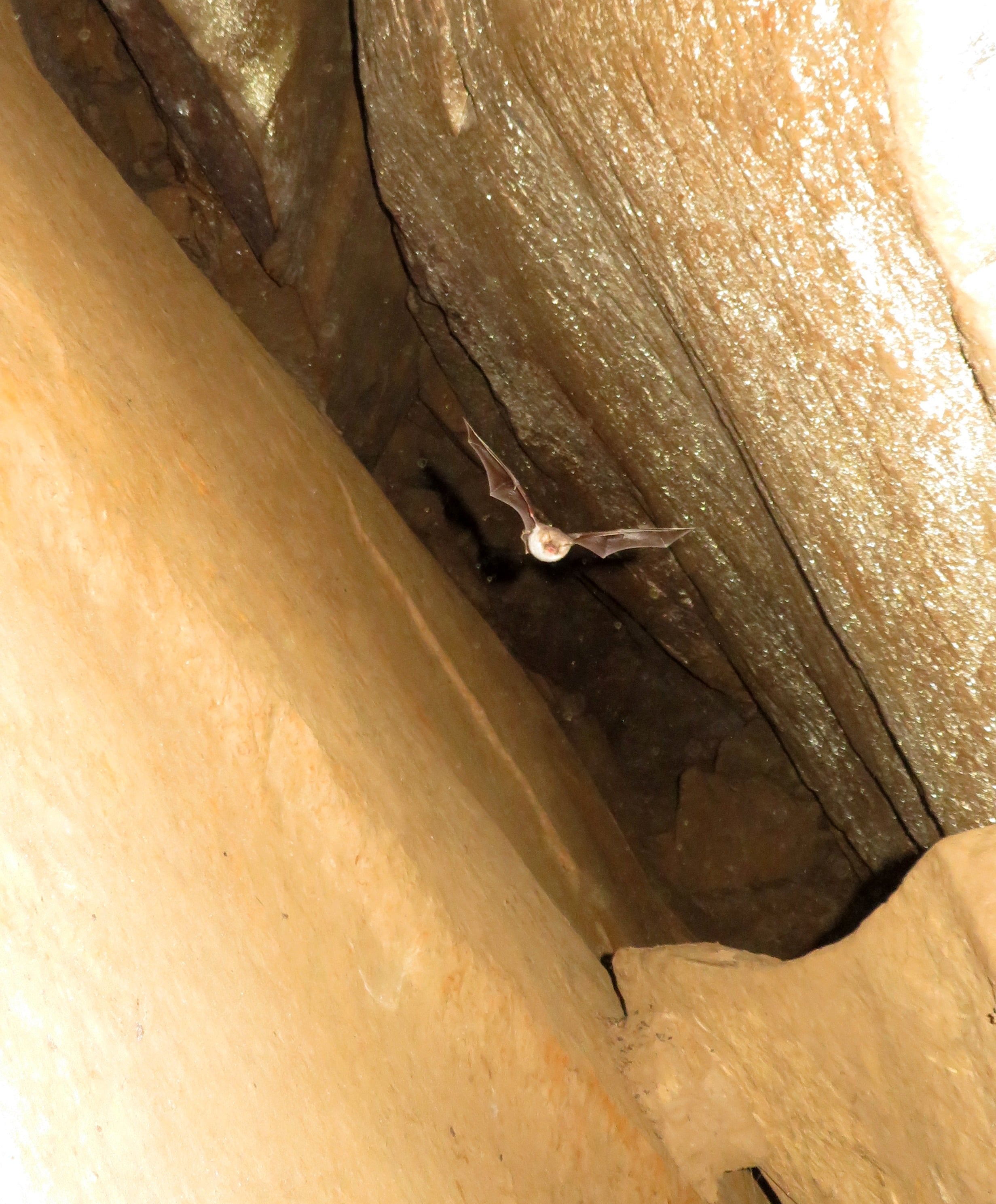 Nietoperz w Diablej Dziurze, jednej z najgłębszych beskidzkich jaskiń, położonej na Pogórzu Rożnowskim (fot J. Urban). 