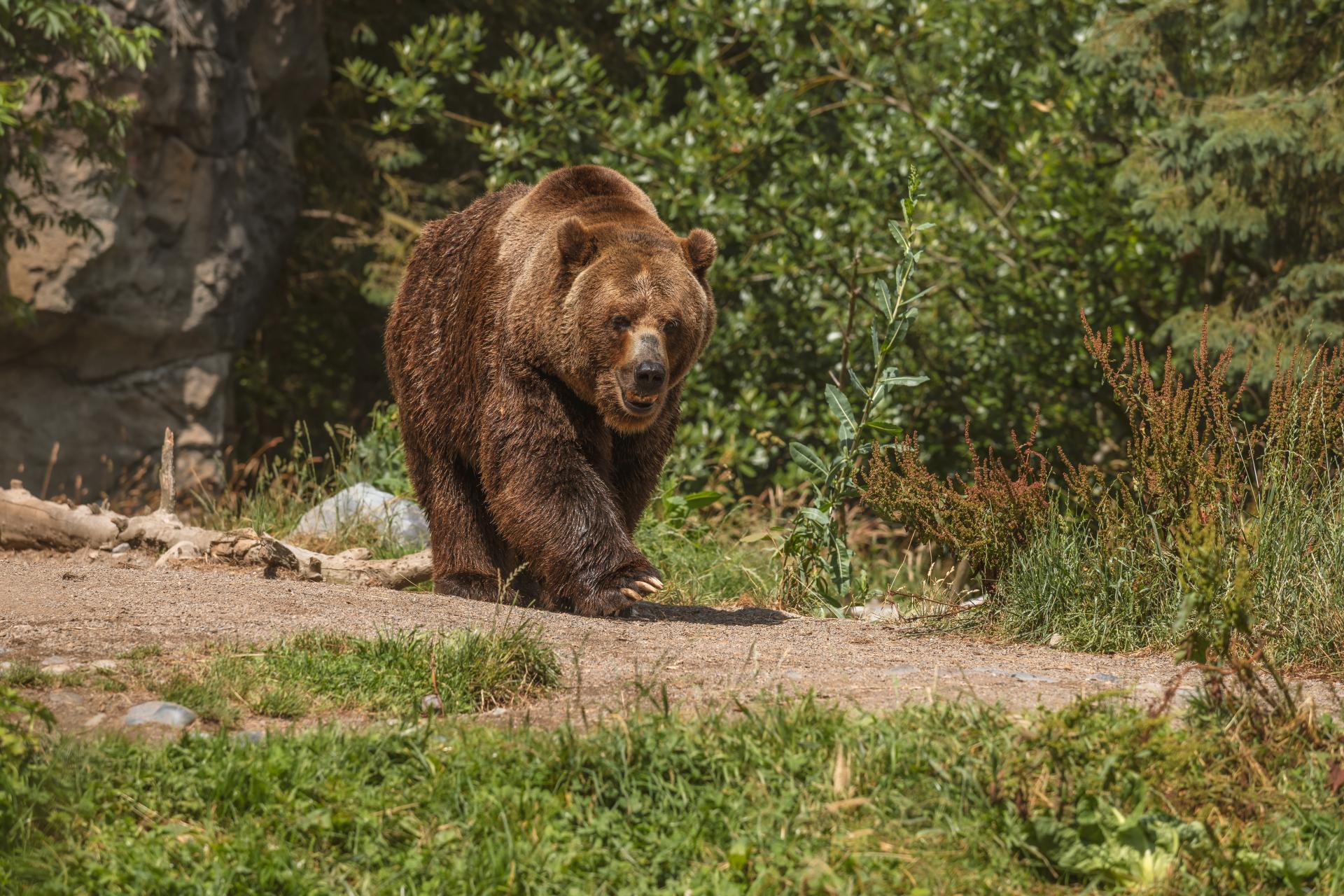 Odstrzału nie będzie! Niedźwiedzie z Cisnej uratowane