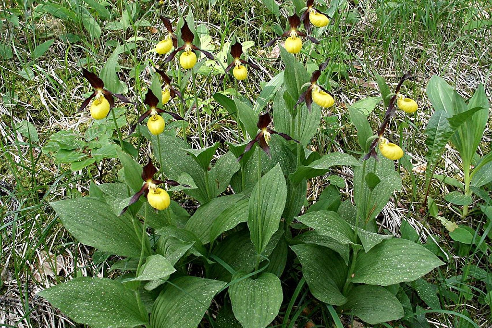 Rekordowa liczba storczyków w Tatrach. Ponad 10 tys. spektakularnych obuwików